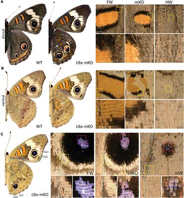 Ultrabithorax Is a Micromanager of Hindwing Identity in Butterflies and Moths